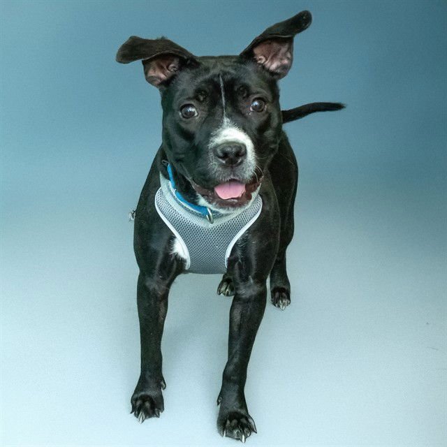 REMI - Pit Bull Terrier available for adoption