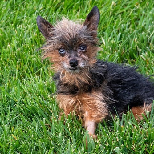BENTLEY - Yorkshire Terrier Yorkie available for adoption