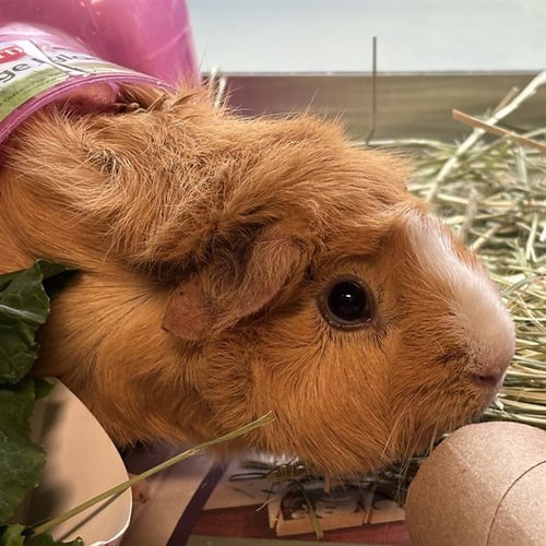 SUGARPLUM - Guinea Pig available for adoption