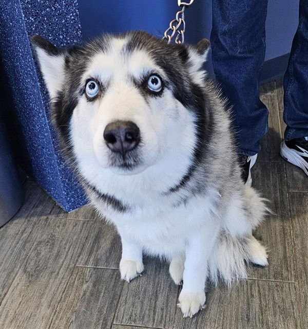OREO - Siberian Husky available for adoption