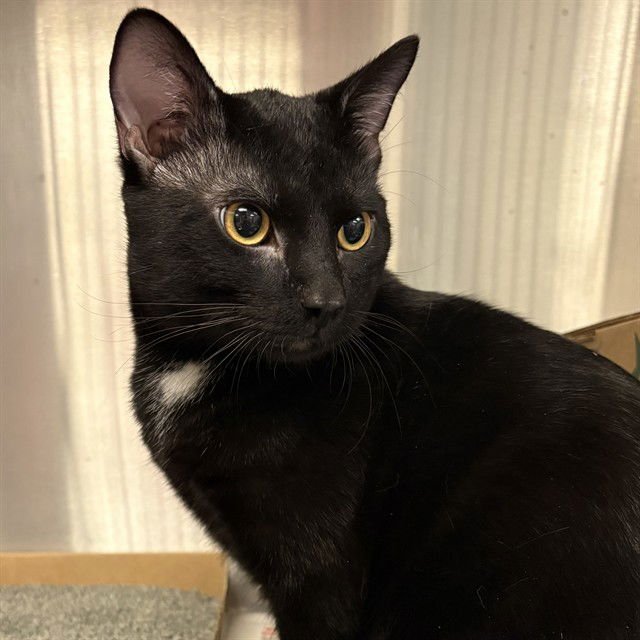 SALEM - Domestic Short Hair available for adoption