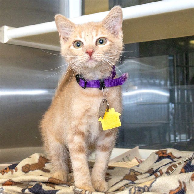 FRENCH HEN - Domestic Short Hair available for adoption