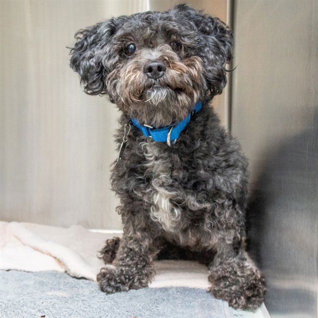 NOLA BLUEBERRY - Maltese / Poodle (Toy) available for adoption