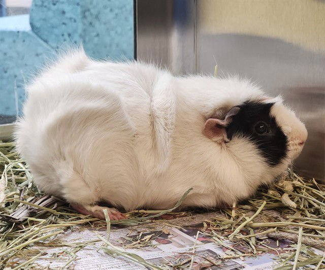 GRAVY - Guinea Pig available for adoption