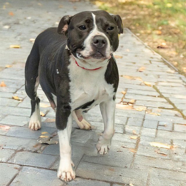 EUDORA - Pit Bull Terrier available for adoption