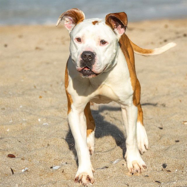 BRUCE - American Pit Bull Terrier available for adoption