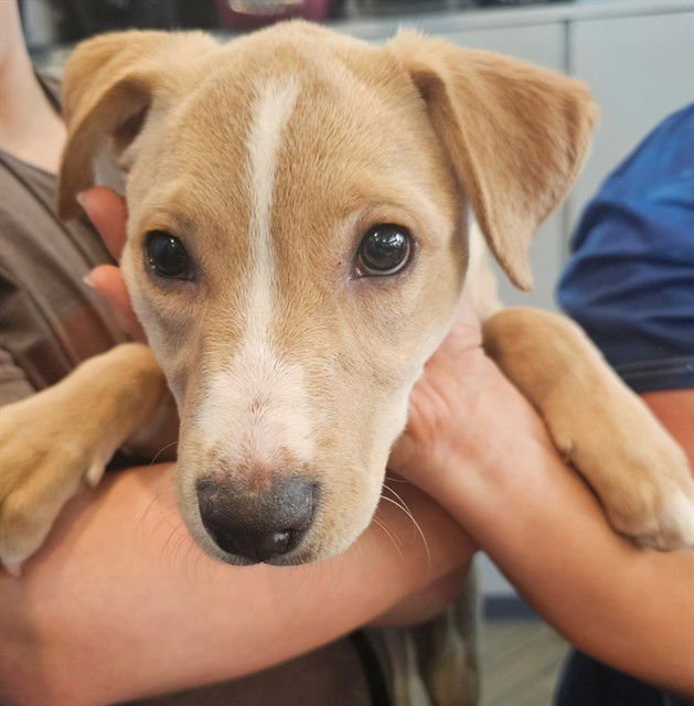 JASMINE - Labrador Retriever available for adoption