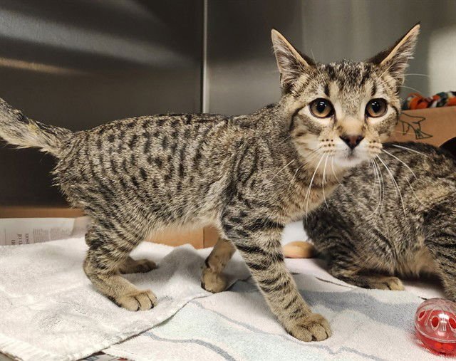 RAFF - Domestic Short Hair available for adoption