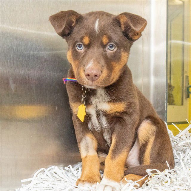 LUCAS - German Shepherd Dog / Siberian Husky available for adoption