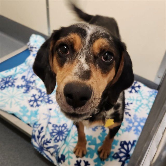 ENCHILADA - English Coonhound available for adoption