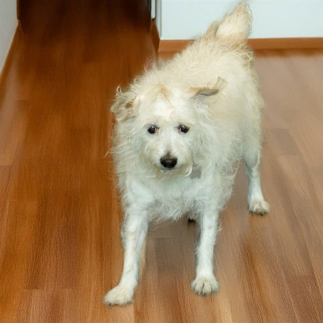 LULU - Parson Russell Terrier available for adoption