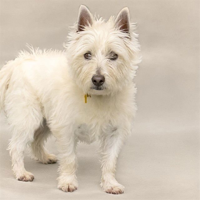 BEORN - West Highland White Terrier Westie available for adoption