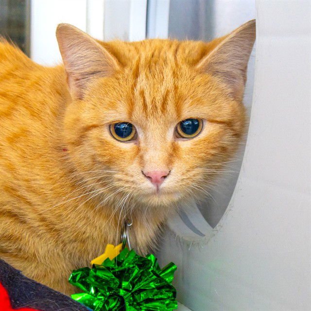 CREAMSICLE - Domestic Short Hair available for adoption