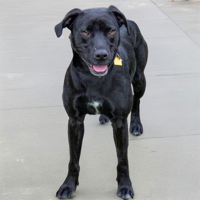 DUCHESS - Labrador Retriever / Pit Bull Terrier available for adoption