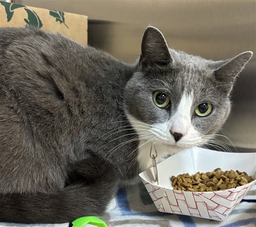 LEXUS - Domestic Short Hair available for adoption
