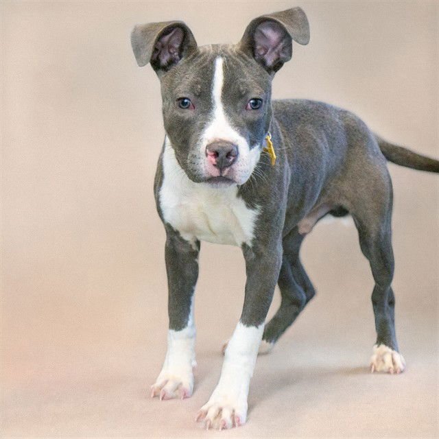 BENNY - Pit Bull Terrier available for adoption