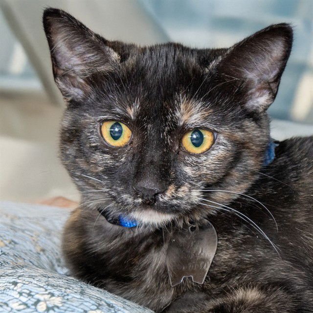 JULY - Domestic Short Hair available for adoption