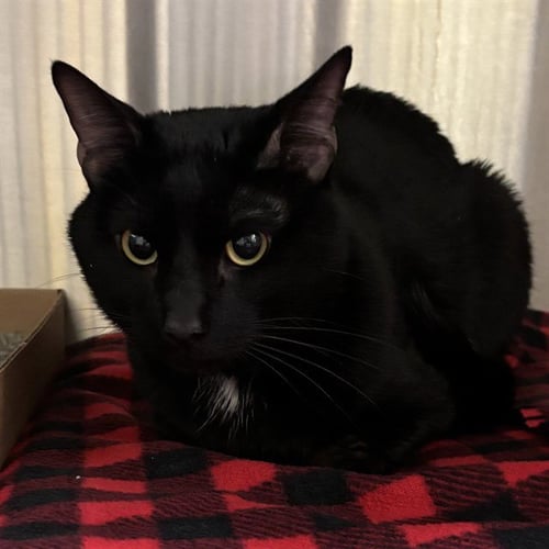 EUSTACE - Domestic Short Hair available for adoption