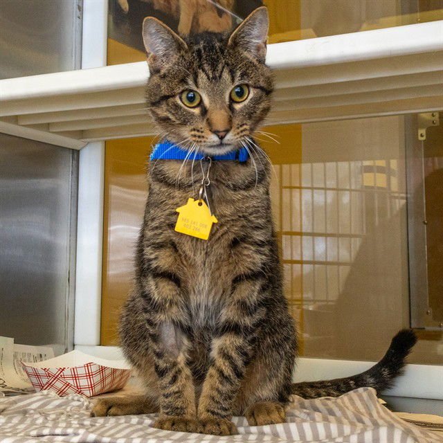 SPIKE - Domestic Short Hair available for adoption