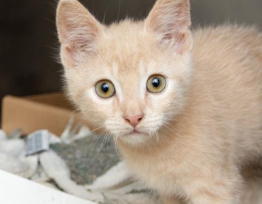 ZENO - Domestic Short Hair available for adoption