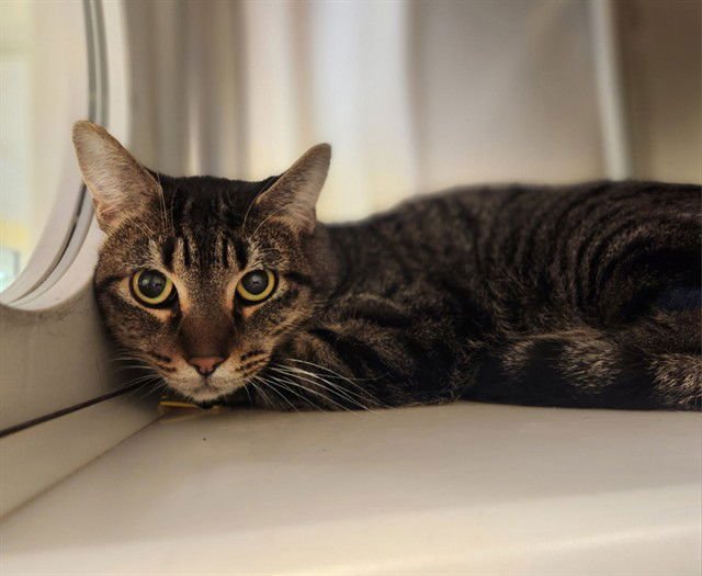 KIT KAT - Domestic Short Hair available for adoption