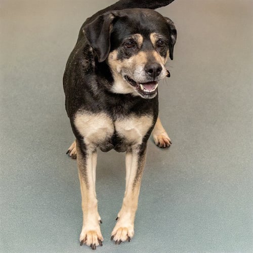 LUNA - Black and Tan Coonhound available for adoption