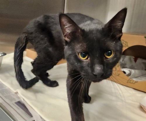 LEON - Domestic Short Hair available for adoption