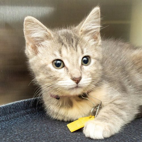 BASHFUL - Domestic Short Hair available for adoption