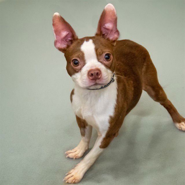 DUCKY - Boston Terrier available for adoption