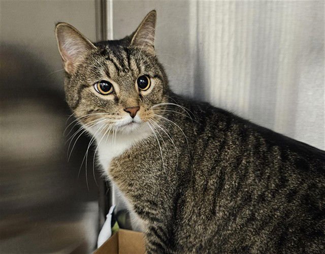 CHEVY - Domestic Short Hair available for adoption