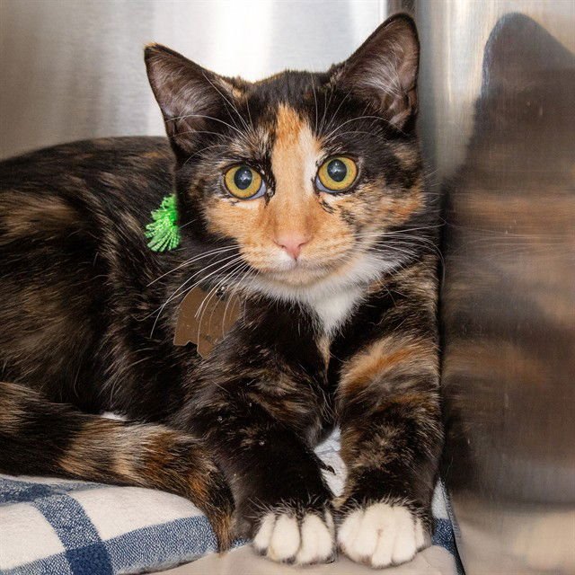 AUGUST - Domestic Short Hair available for adoption