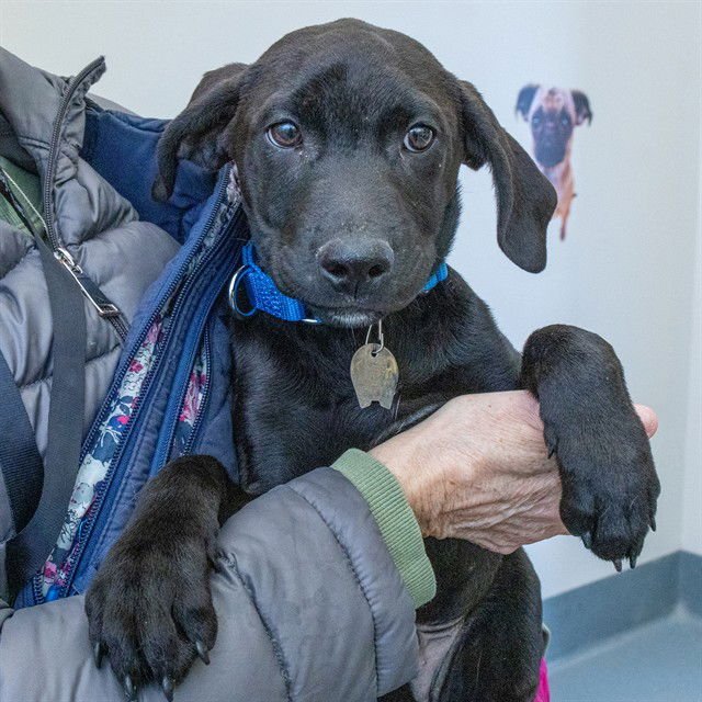 HUEY - Labrador Retriever available for adoption