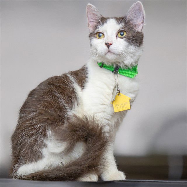 VALENTINE - Domestic Medium Hair available for adoption