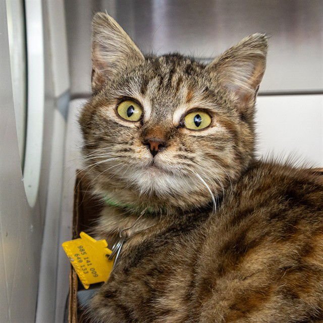 STELLA - Domestic Short Hair available for adoption