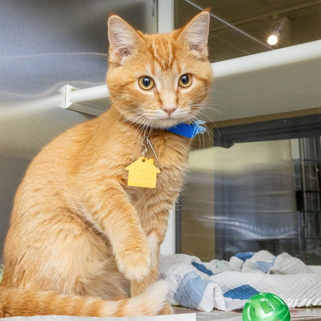 PORKY PIG - Domestic Short Hair available for adoption