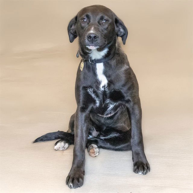 SISTER SISTER - Labrador Retriever available for adoption
