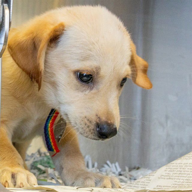 KYRAN - Labrador Retriever available for adoption