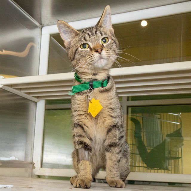 RAFF - Domestic Short Hair available for adoption