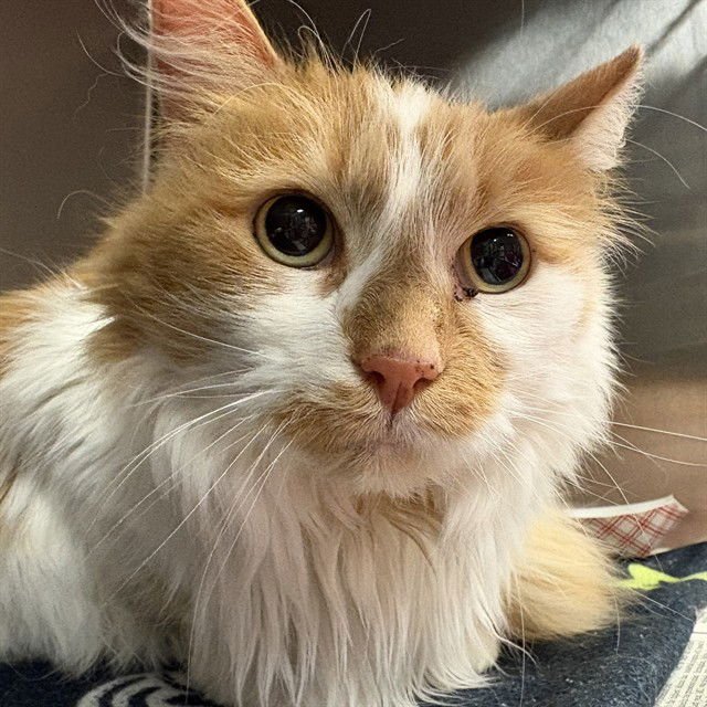 ANNABELLE - Domestic Long Hair available for adoption