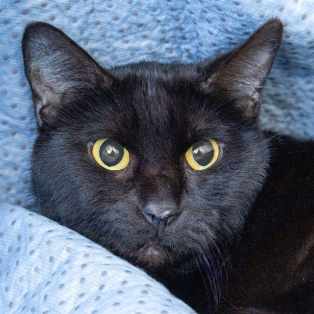 KENNEDY - Domestic Short Hair available for adoption