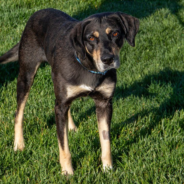 ARCHIE Image