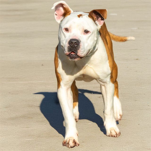 BRUCE - Staffordshire Bull Terrier available for adoption