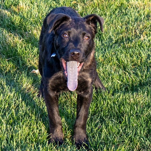 MIKA - Siberian Husky / Labrador Retriever available for adoption