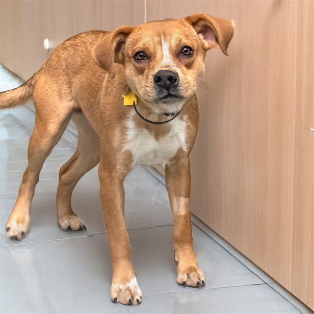 BASHFUL - Australian Cattle Dog/Blue Heeler available for adoption