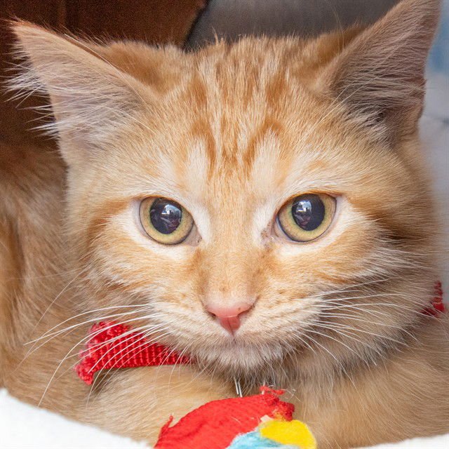 MAY - Domestic Short Hair available for adoption