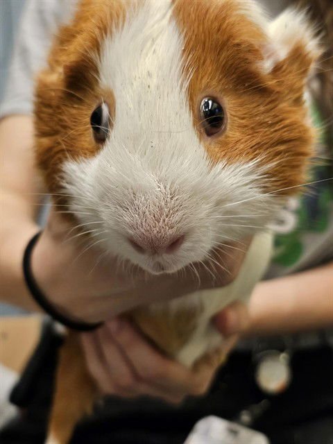 CLIFFORD - Guinea Pig available for adoption