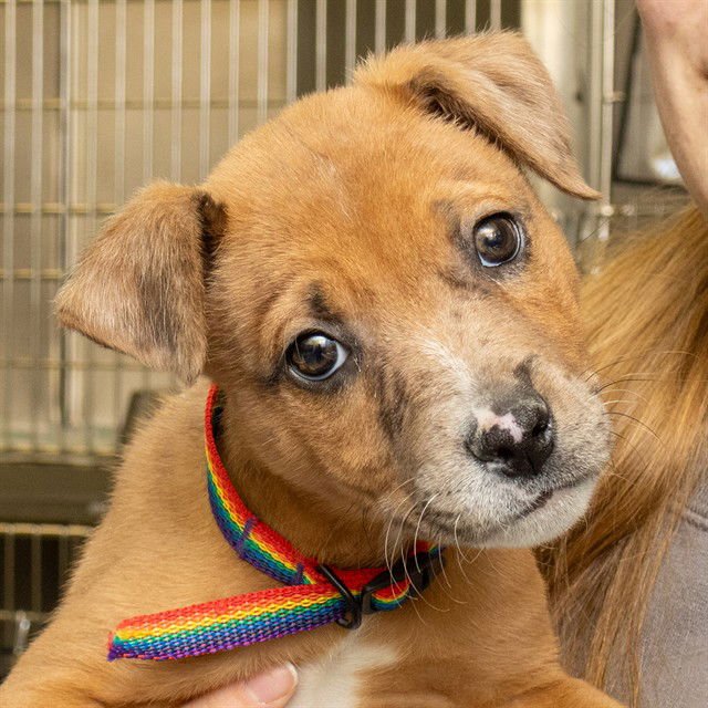JAMES - Catahoula Leopard Dog available for adoption