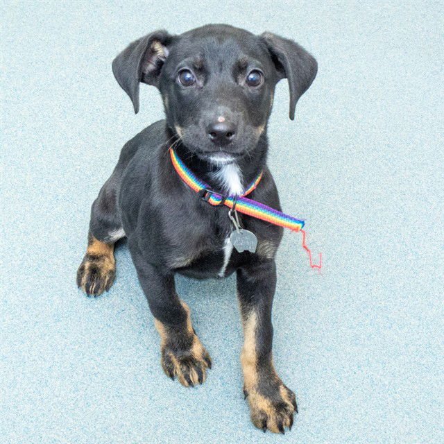 COGITA - Rottweiler available for adoption