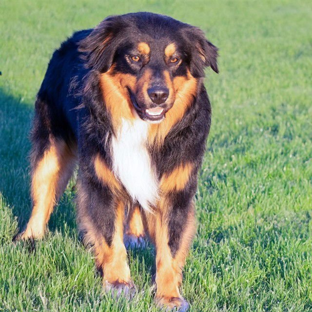 LIAM - Australian Shepherd available for adoption
