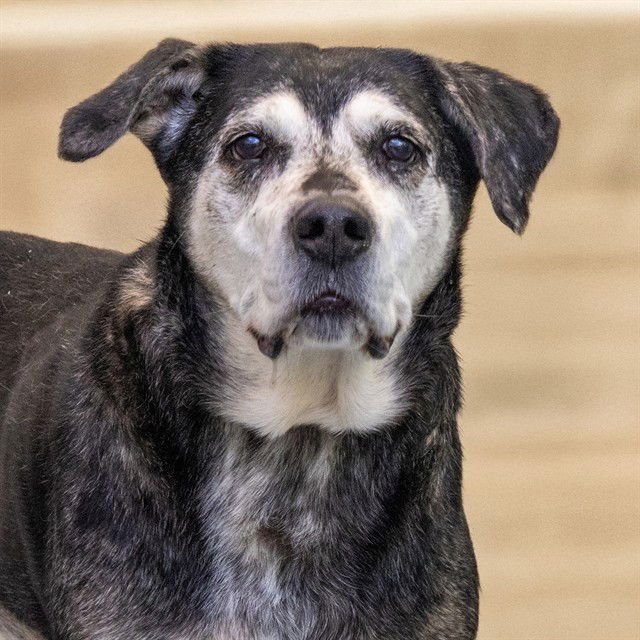 JAX - Catahoula Leopard Dog available for adoption